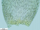 Hypnum resupinatum