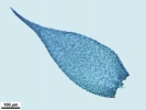 Hypnum resupinatum