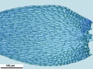 Hypnum resupinatum
