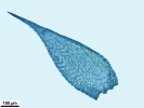 Hypnum resupinatum