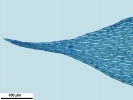 Hypnum resupinatum