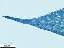 Hypnum resupinatum