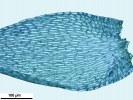 Hypnum resupinatum