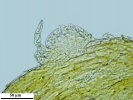 Hypnum resupinatum