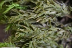 Brachythecium salebrosum