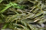 Brachythecium salebrosum