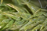 Brachythecium salebrosum