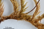 Brachythecium salebrosum