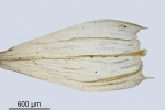 Brachythecium salebrosum