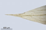 Brachythecium salebrosum