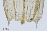 Brachythecium salebrosum