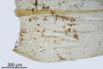 Brachythecium salebrosum