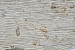 Brachythecium salebrosum