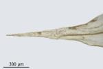 Brachythecium salebrosum