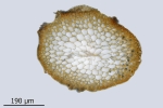 Brachythecium salebrosum