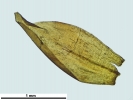 Loeskypnum badium