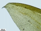 Loeskypnum badium