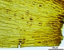 Loeskypnum badium