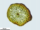 Loeskypnum badium