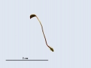 Brachythecium salebrosum