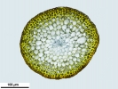 Brachythecium salebrosum