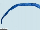 Brachythecium salebrosum