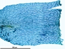 Brachythecium salebrosum