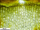 Brachythecium salebrosum