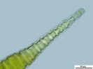 Brachythecium salebrosum