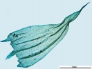 Brachythecium salebrosum
