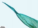 Brachythecium salebrosum