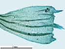 Brachythecium salebrosum