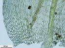 Brachythecium salebrosum