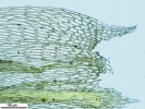 Brachythecium salebrosum