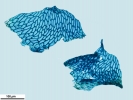 Brachythecium salebrosum