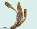 Lewinskya sordida