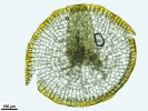 Lewinskya sordida