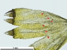 Lewinskya sordida