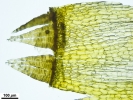 Lewinskya sordida