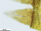 Lewinskya sordida