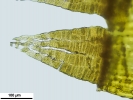 Lewinskya sordida