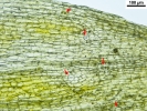 Lewinskya sordida