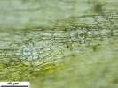 Lewinskya sordida
