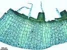 Lewinskya sordida