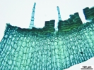 Lewinskya sordida