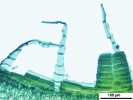 Lewinskya sordida