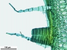 Lewinskya sordida
