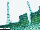 Lewinskya sordida