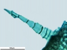Lewinskya sordida