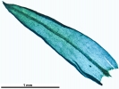 Lewinskya sordida